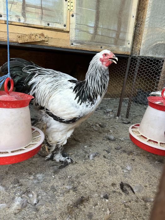 Disponibili cocosi brahma herminat dechis