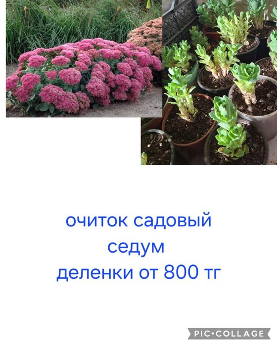 Многолетние цветы для сада