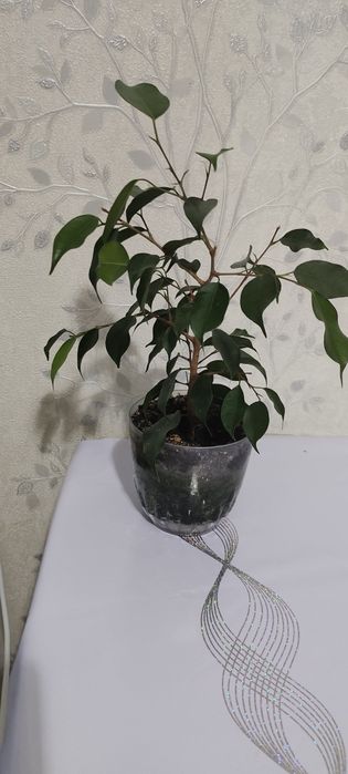 Продам Фикус Бенжамина