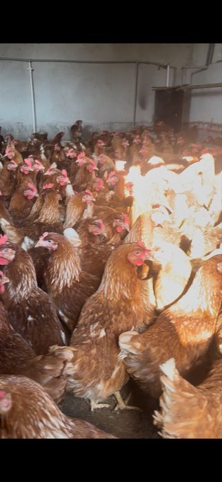 Ломан брауын сатылады