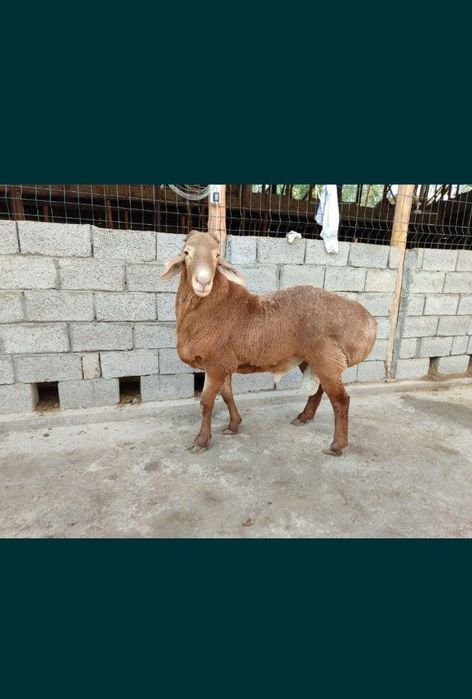 Qassob servis qassob xizmati pokiza va xalol