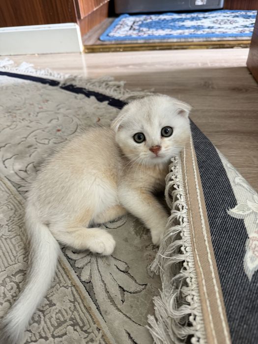 Котята шиншиллы вислоухие по акции
