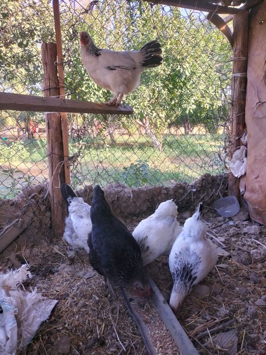 Тауық бар сатылады