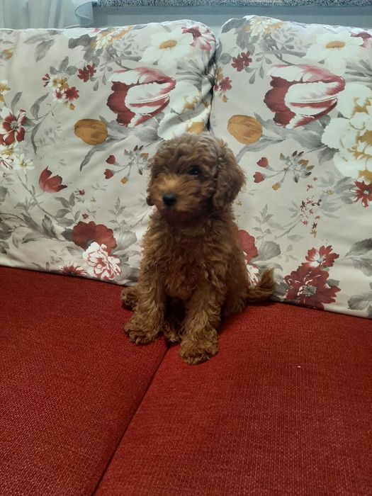 Pudel Red mini cu pedigree