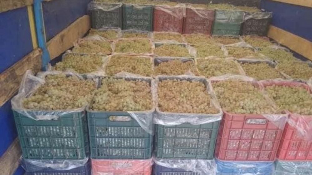 Struguri de vin