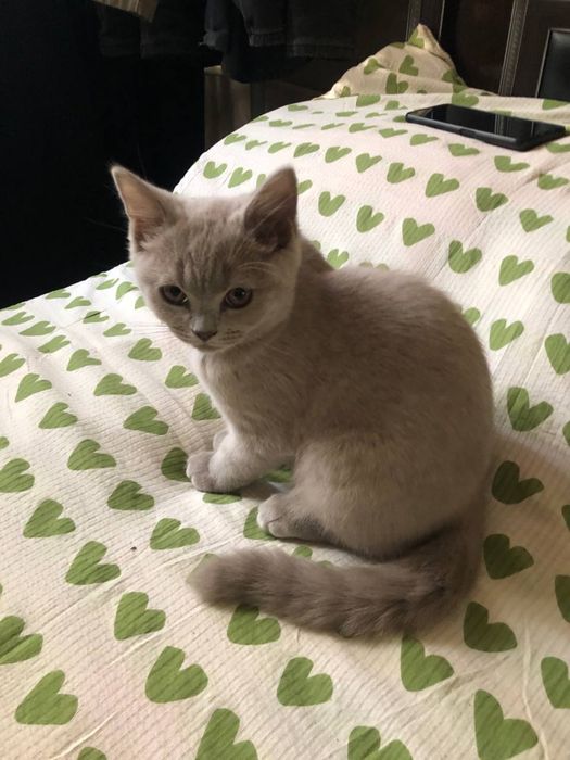 Британские котята