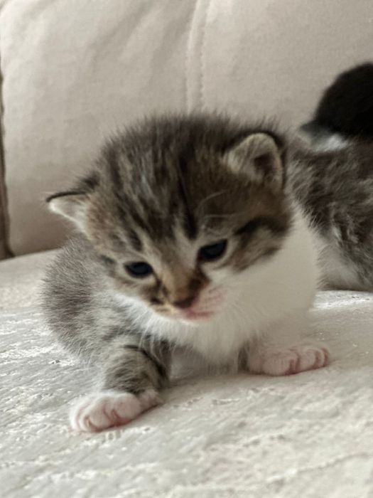 Отдам кошку с котятами