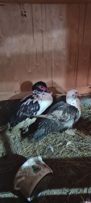 Два простой индоутка.