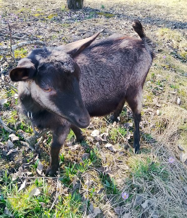 Ieduta, capra Alpina Franceza