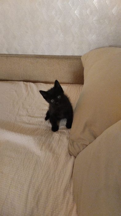 Отдам даром в хорошие руки