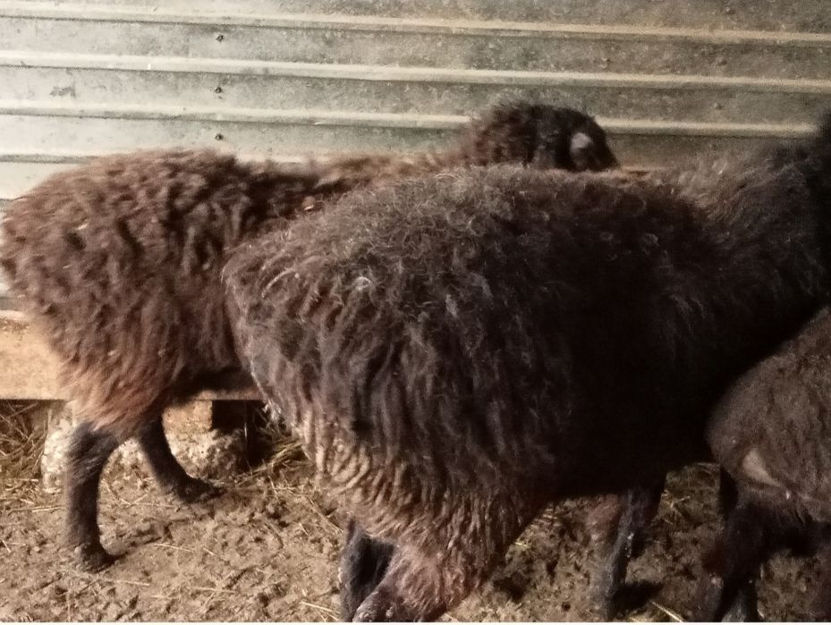 Кои токты бар багылган