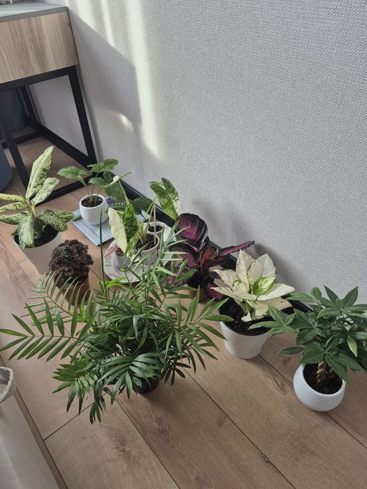 Продам комнатные растения