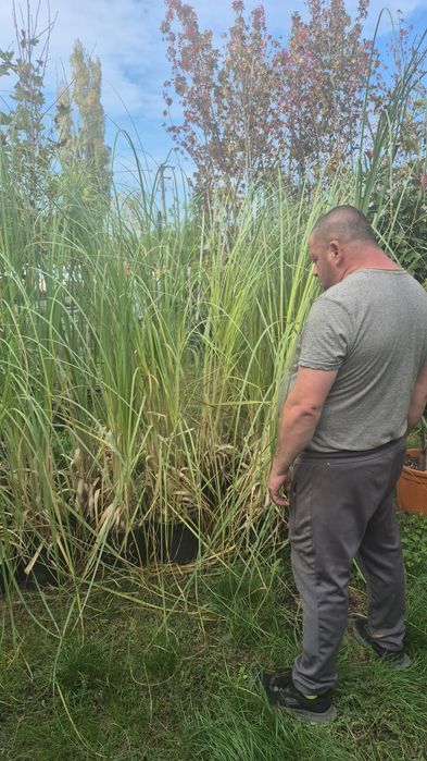 Iarba de pampas  bambus