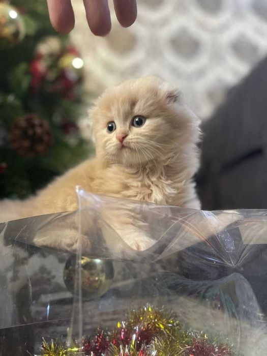 Продаются породистые котята шотландские фолд и страйт
