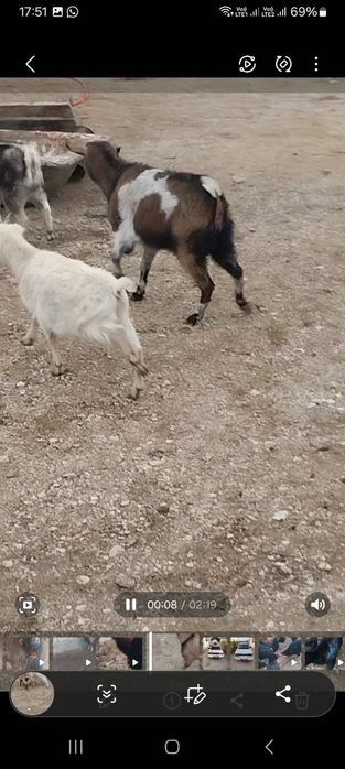 Парода ешкілер сатылады