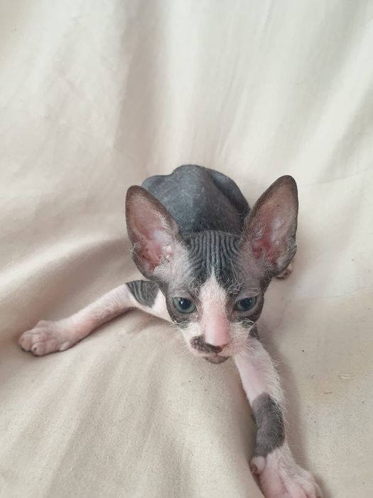 Сфинксы котята 1 месяц