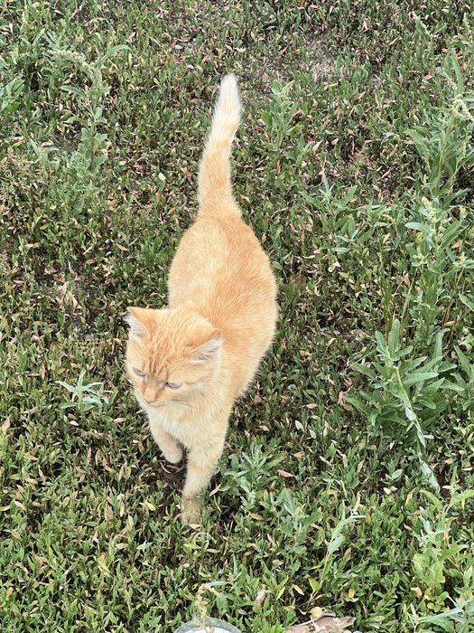 Котята ищут хозяина