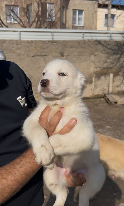 Щенята Алабая (САО)