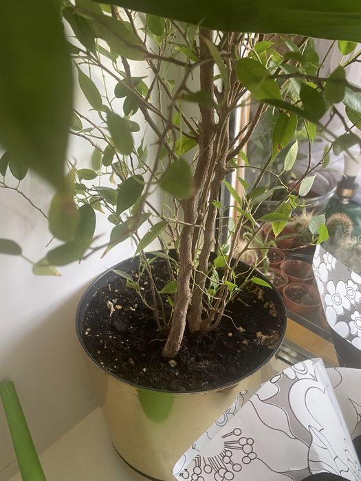 Тюльпаны -луковицы , Фикус Бенджамин