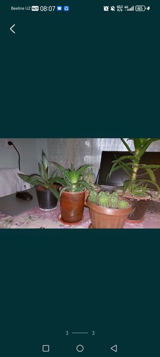 Продаются домашние цветы