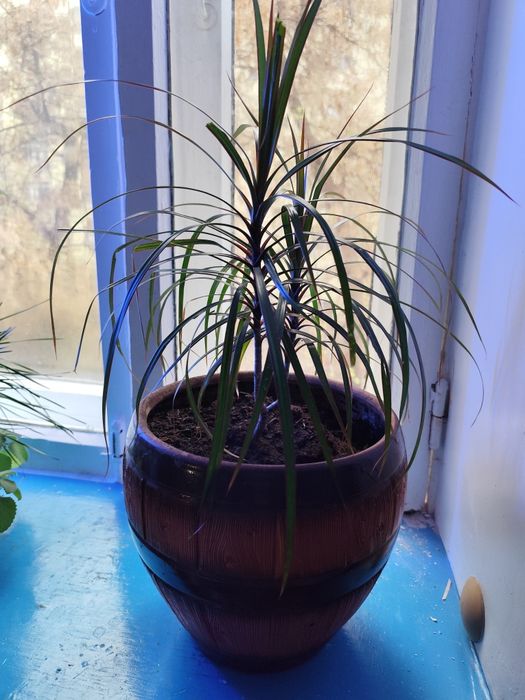 СРОЧНО Драцена 2штуки в одном горшке