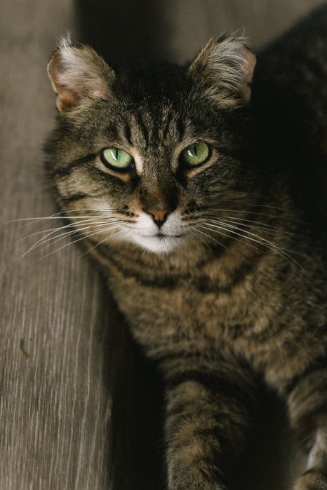 Отдам кота в добрые руки