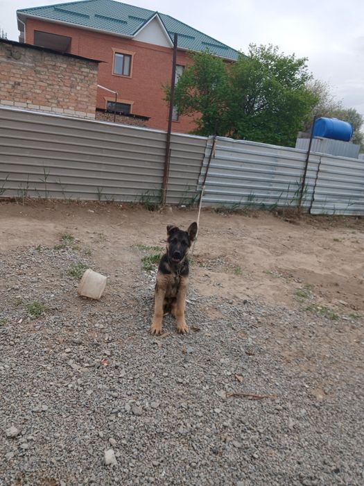 Еворпейская овчарка