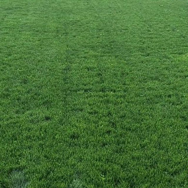 Газон сотамиз оптом рулонный