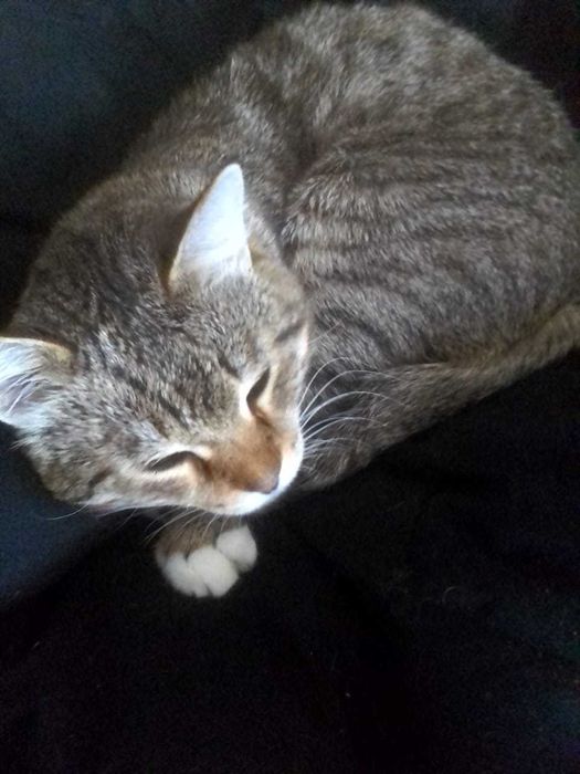 Пропал кот кличка Кисульян(Кисулька)