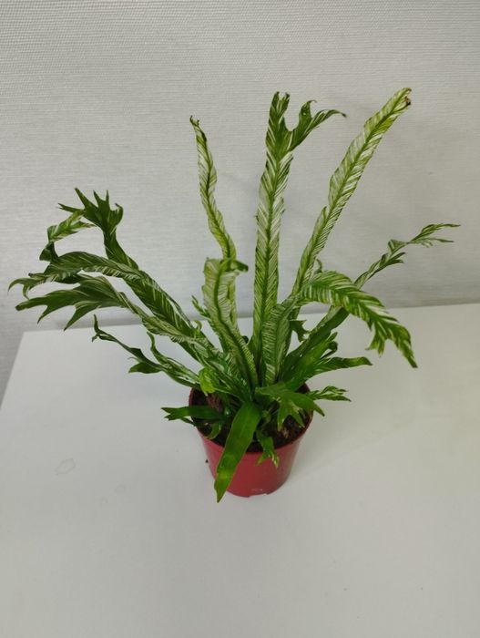 Папоротник Костенец гнездовой вариегатный