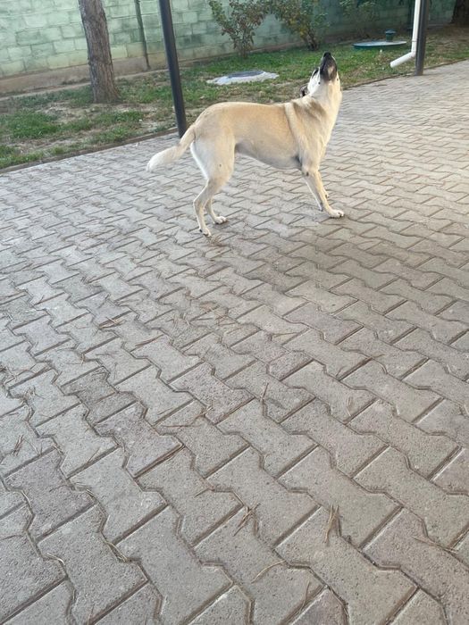 Отдам в добрые заботливые руки