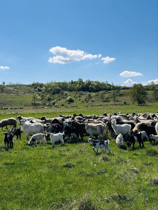 Capre cu iezi de vanzare