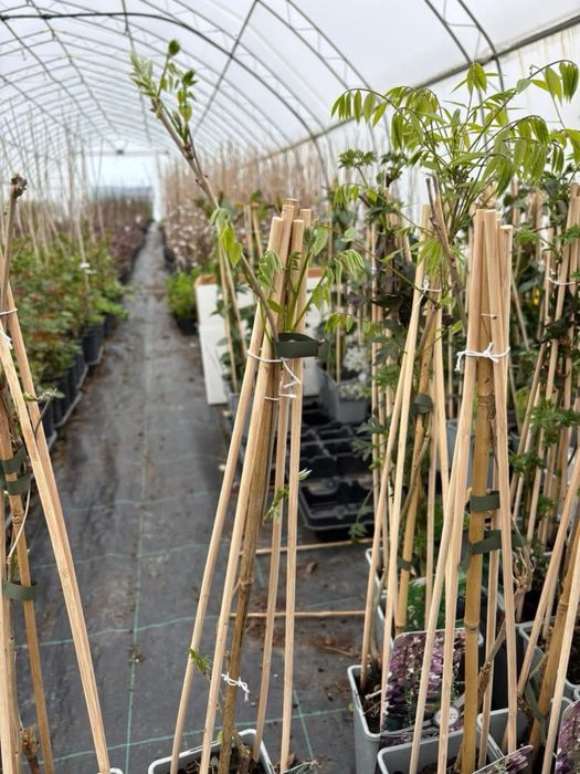 Японска Глициния