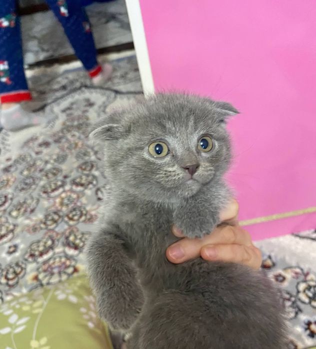 Продам котят породы скоттиш фолд и страйт
