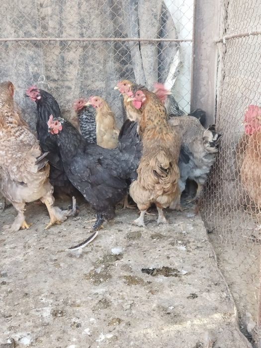 Продам куры домашние