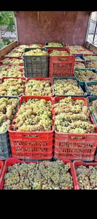 Struguri de vin soate soiurle