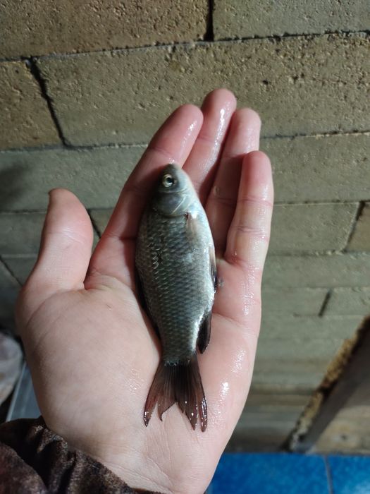 Продам живца-карась