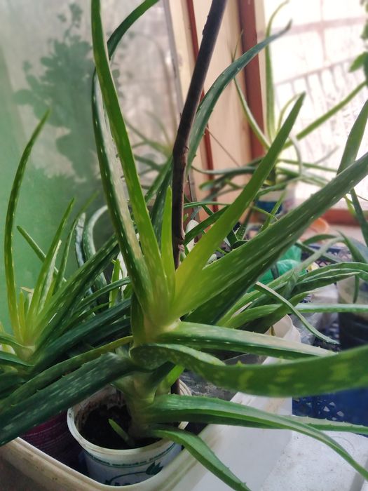 Лечебно АЛОЕ ВЕРА, Коледниче, КАЛАНХОЕ, Семена, от зеленчуци и цве