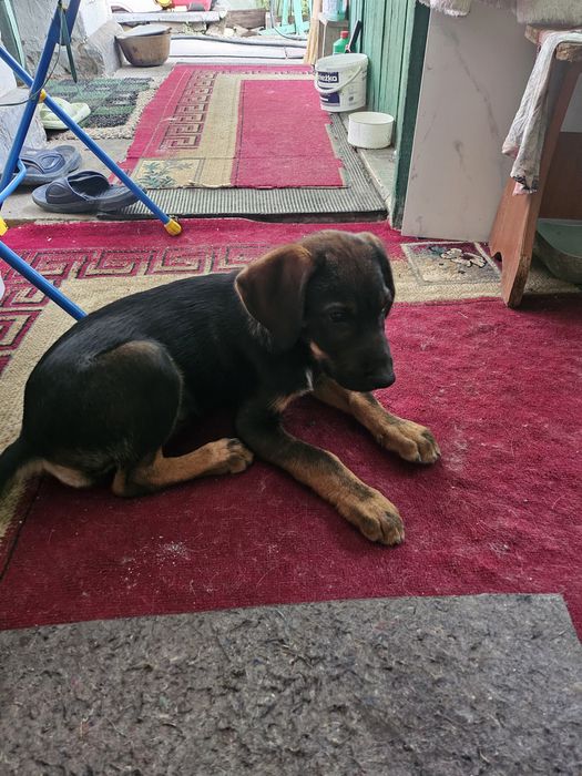 Отдам собачку лабрадор