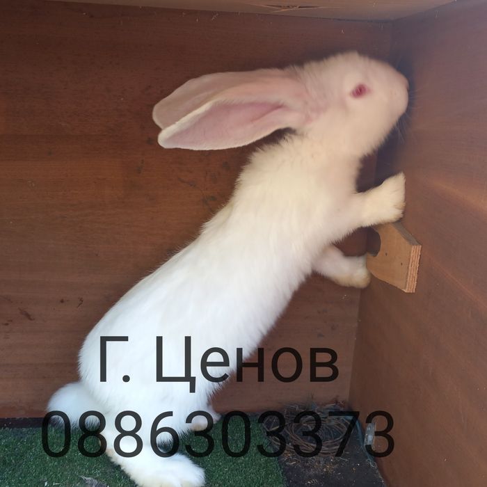 Продавам бели великани