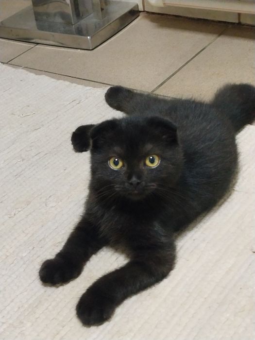 Motanel Scottish fold short hair chocolat