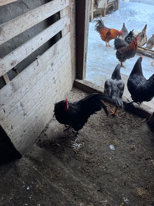 Vând doi cocoși Australop și 6 puicuțe și 2cocosi de wyadontte