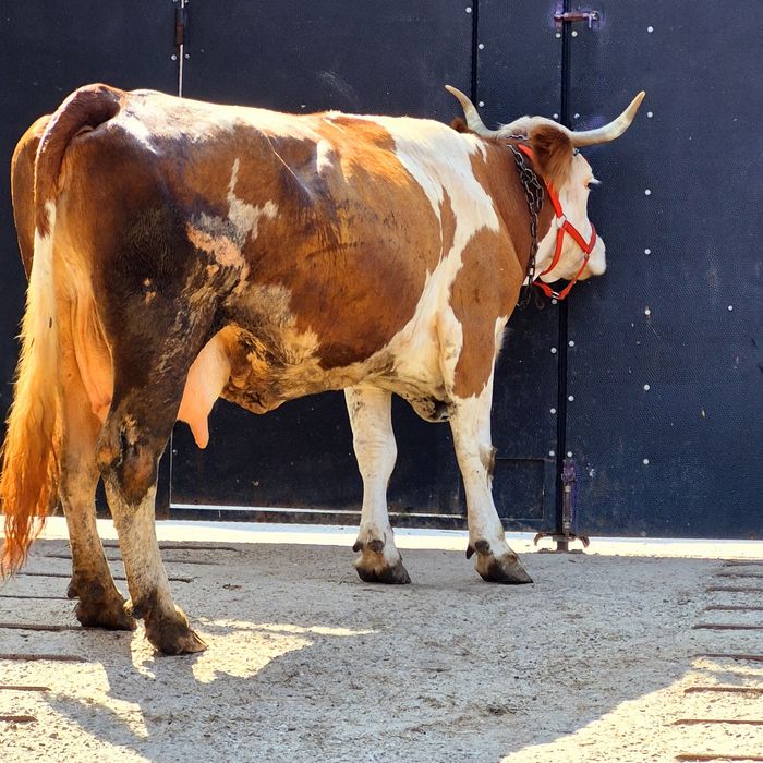Vaca baltata romaneasca gestanta de 2 luni