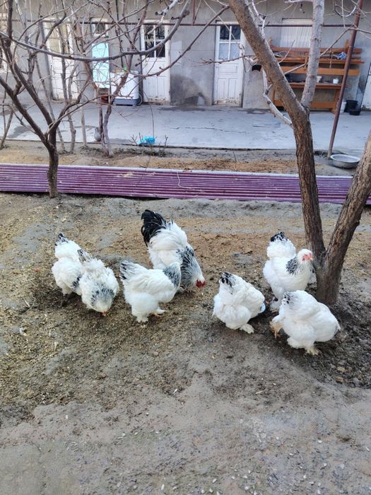 Brama tuxum sotiladi