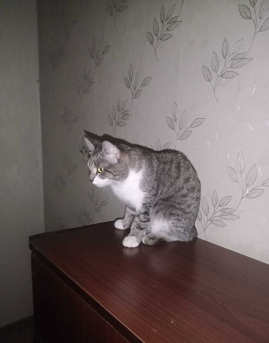 Кот взрослый в добрые руки