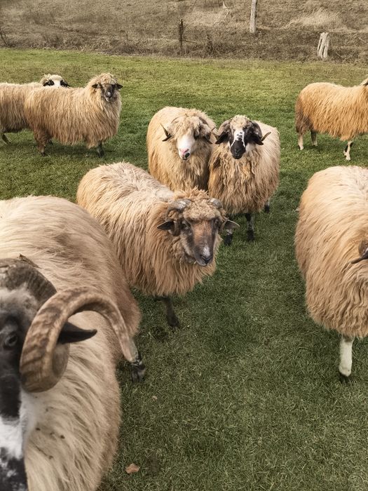 Vând berbec și mioare