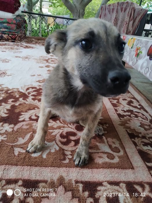 Kuchukchalar mexribon