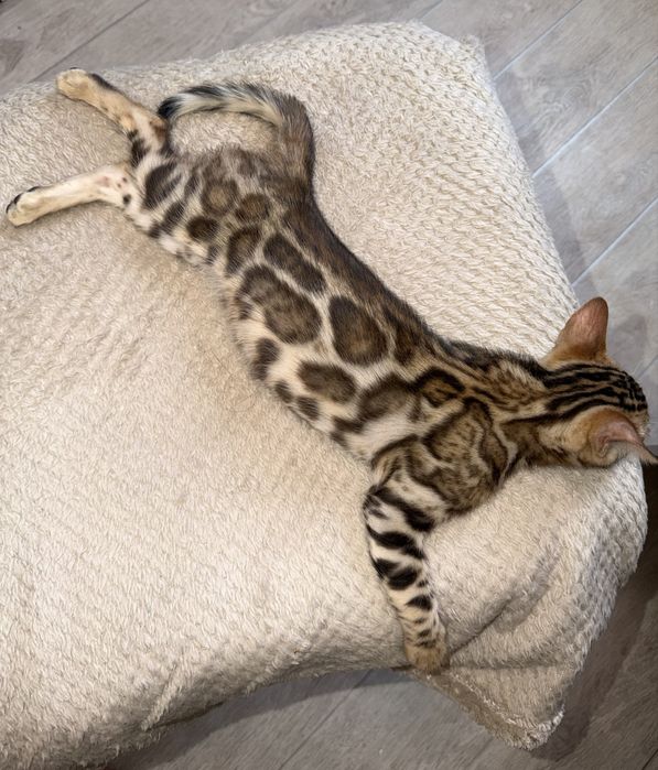 Бенгальский котенок с родословной