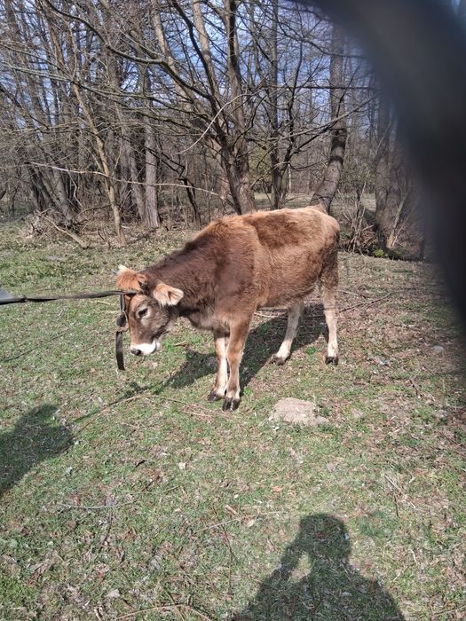 Două vițele de vânzare