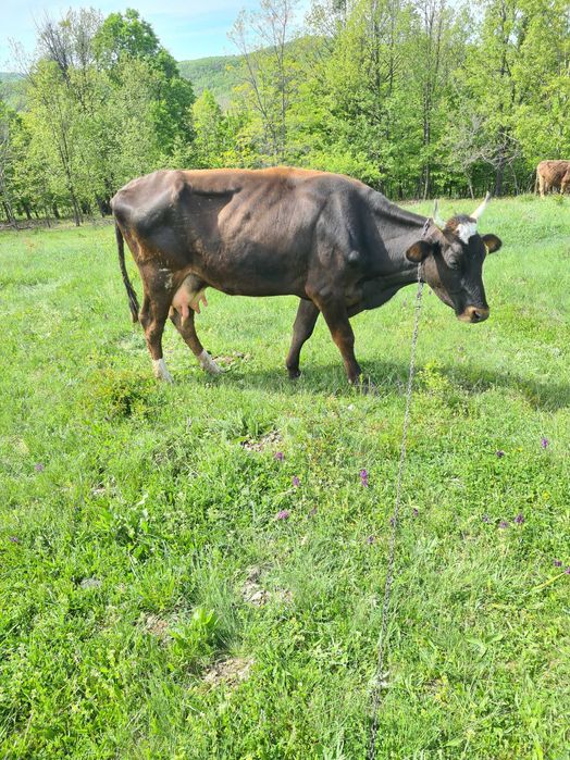 Vand vaca cu vitel
